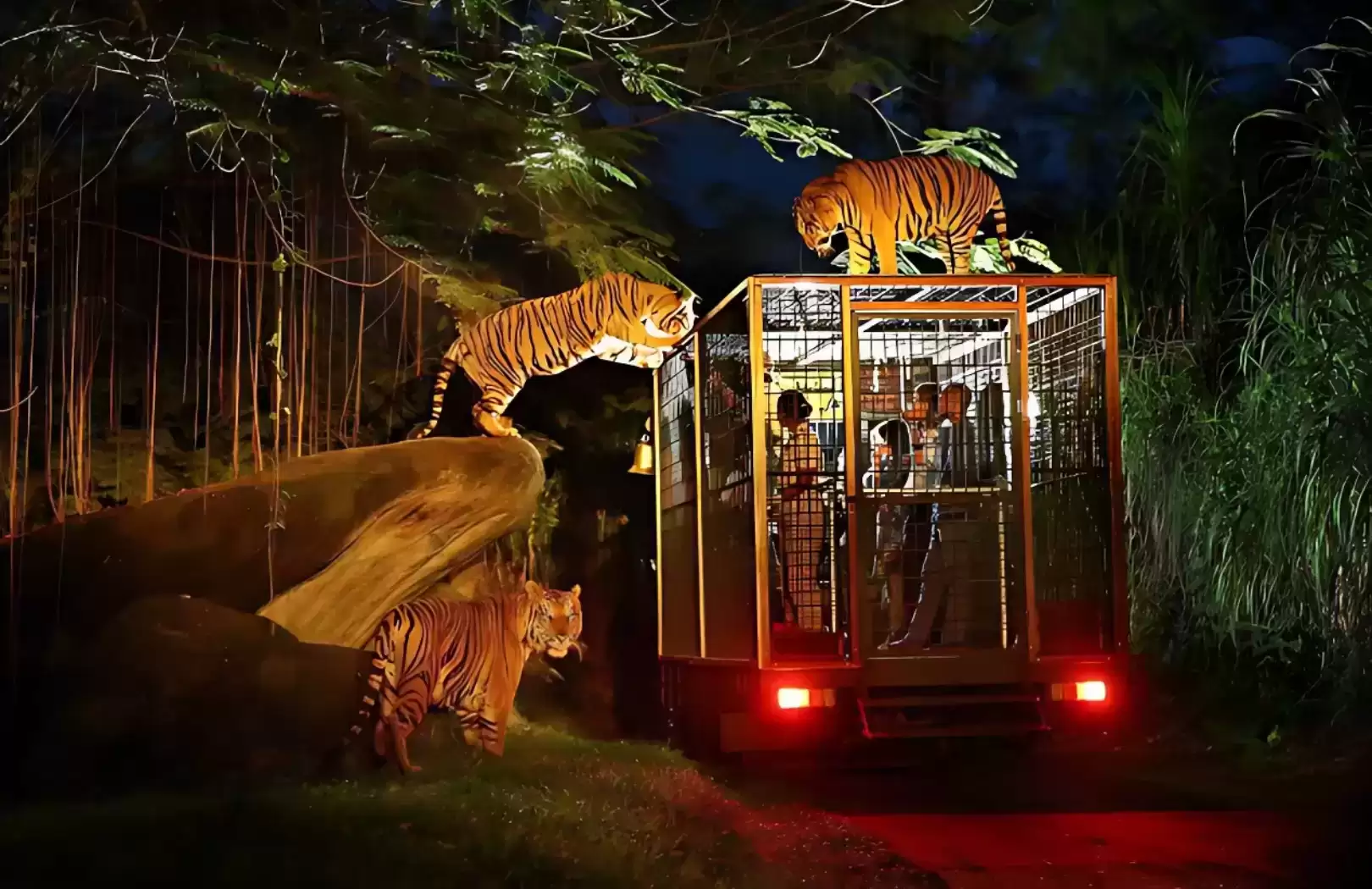 Night Safari