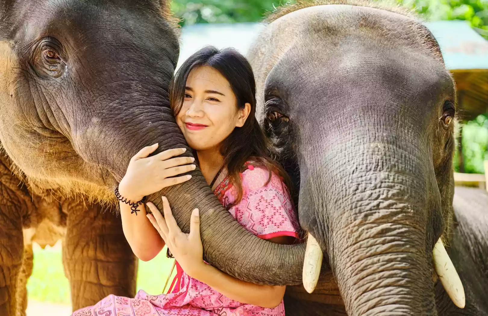 Taro Elephant Sanctuary With Volcano And Jungle Swing